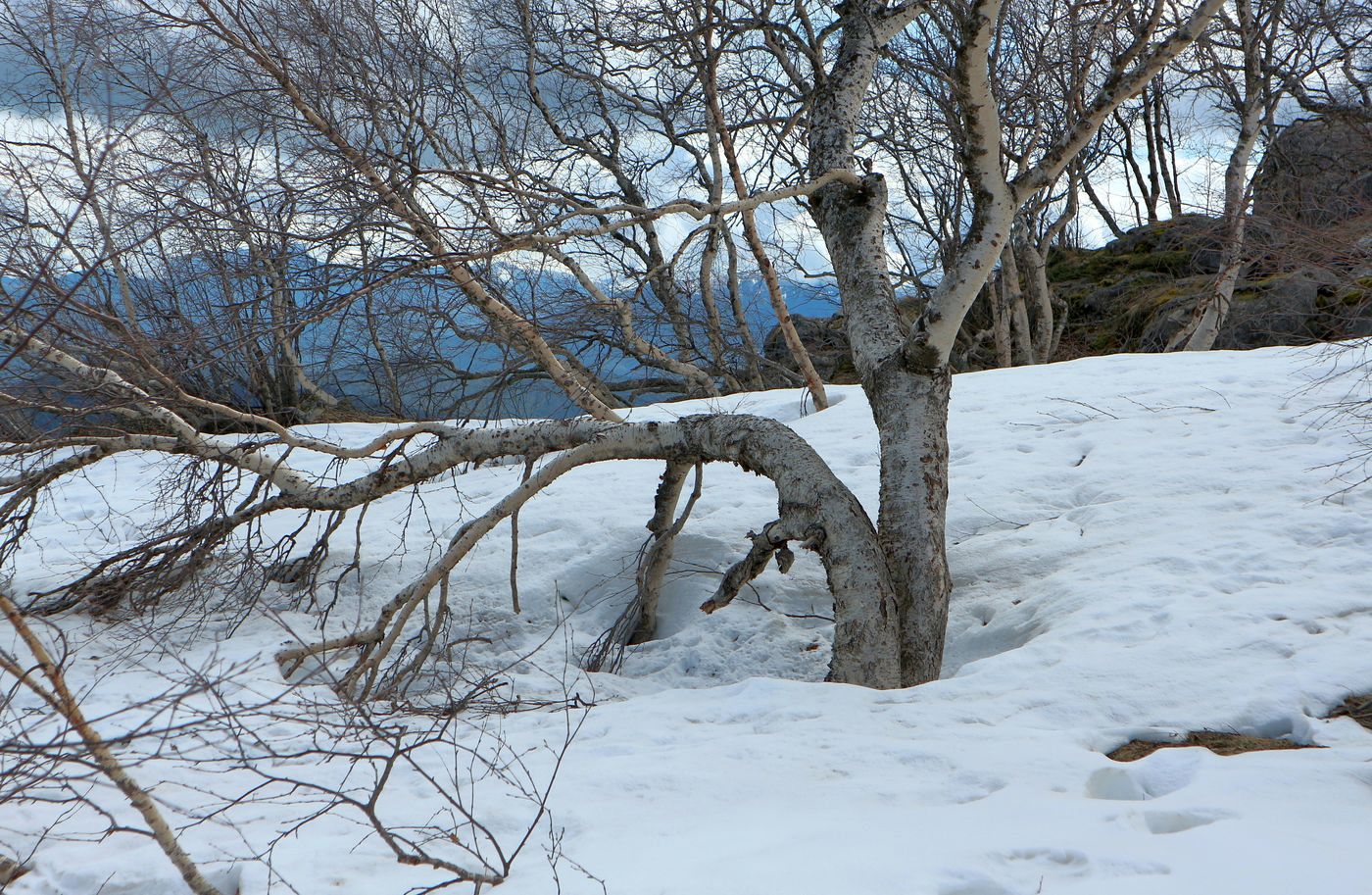 Изображение особи Betula pendula.