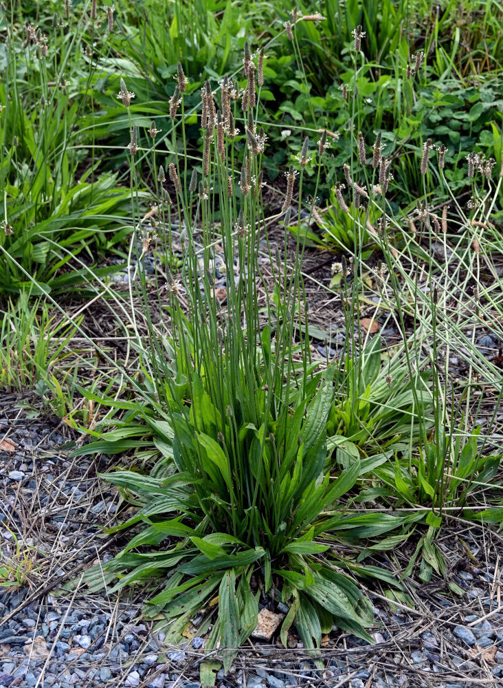 Image of Plantago lanceolata specimen.