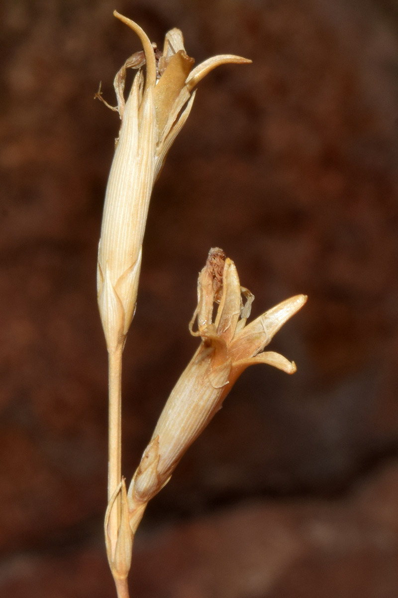 Изображение особи Dianthus angrenicus.