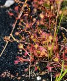 Drosera rotundifolia. Плодоносящие растения. Курильские о-ва, о-в Кунашир, кальдера вулкана Головнина, берег оз. Кипящее, поросший мхами топкий участок берега. 20.08.2022.