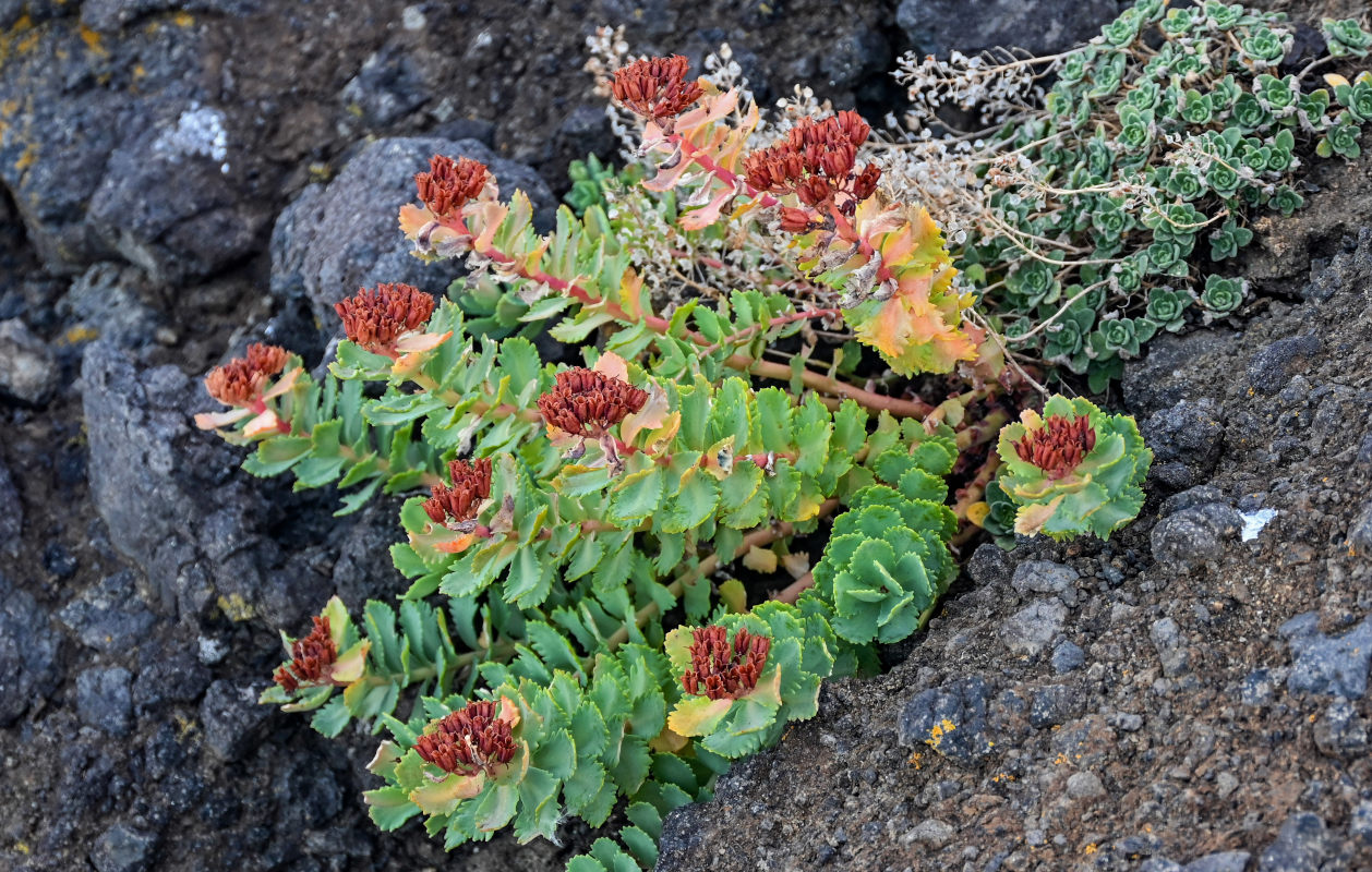 Image of Rhodiola integrifolia specimen.