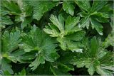 Geranium palustre