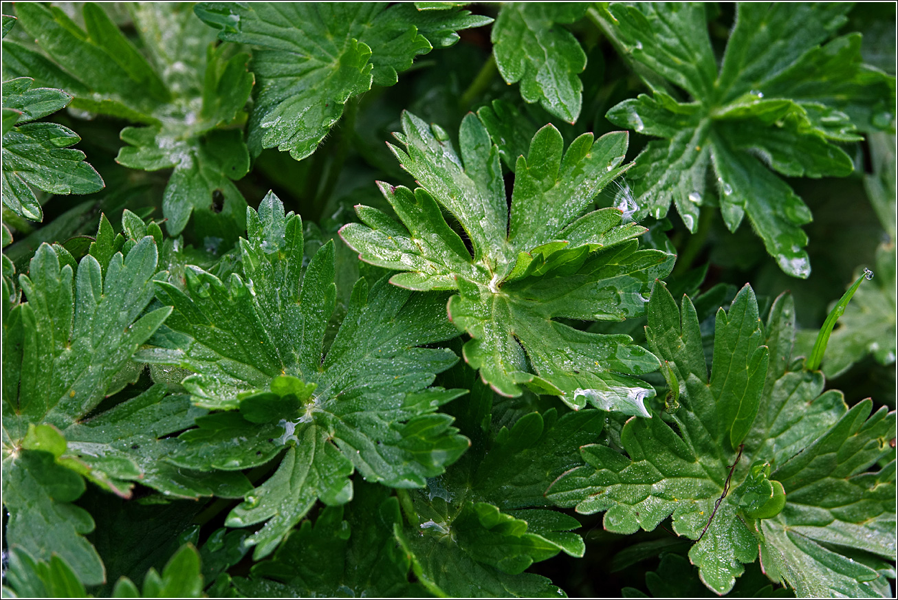 Изображение особи Geranium palustre.