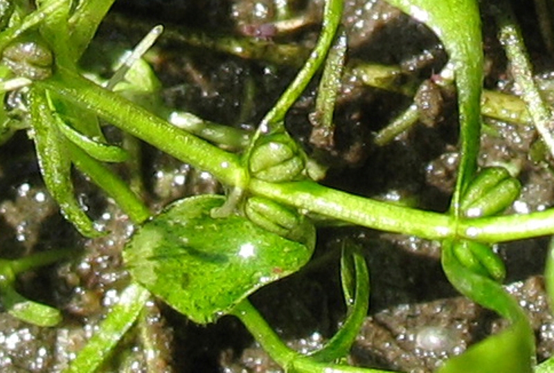 Изображение особи Callitriche palustris.