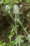 Trifolium arvense