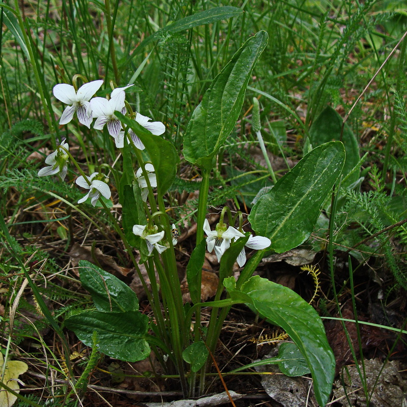 Image of Viola patrinii specimen.