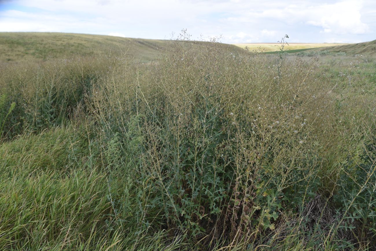 Image of Lactuca serriola specimen.
