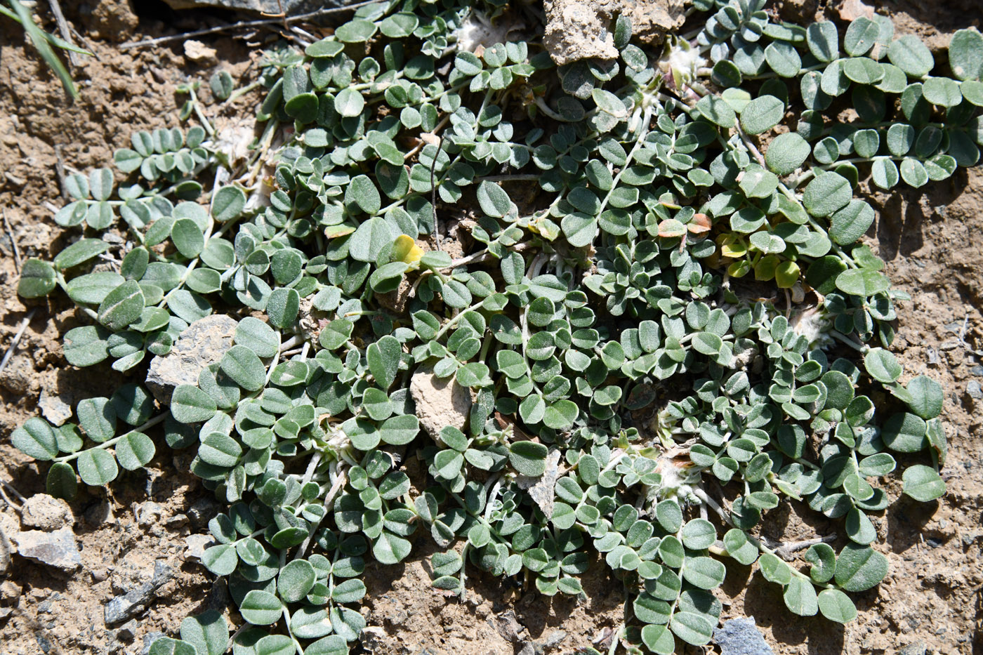 Image of genus Chesneya specimen.
