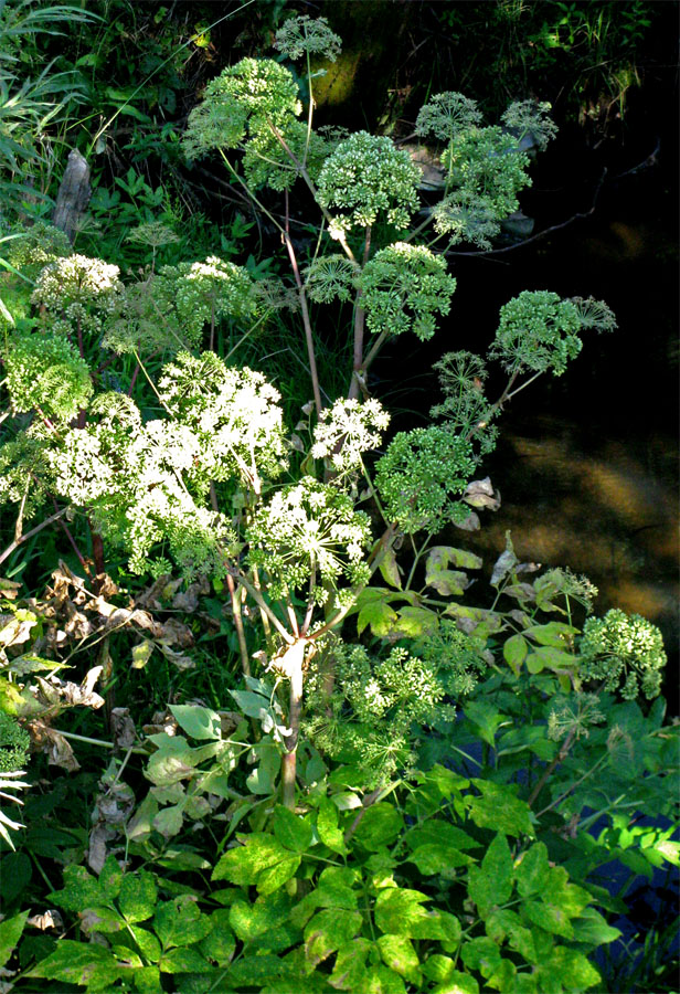 Изображение особи Archangelica officinalis.