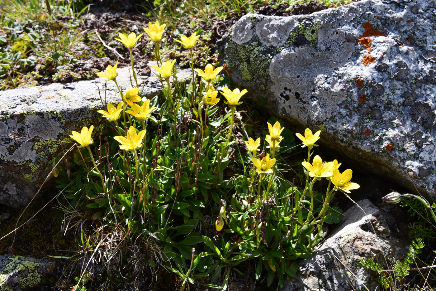 Image of Saxifraga hirculus specimen.