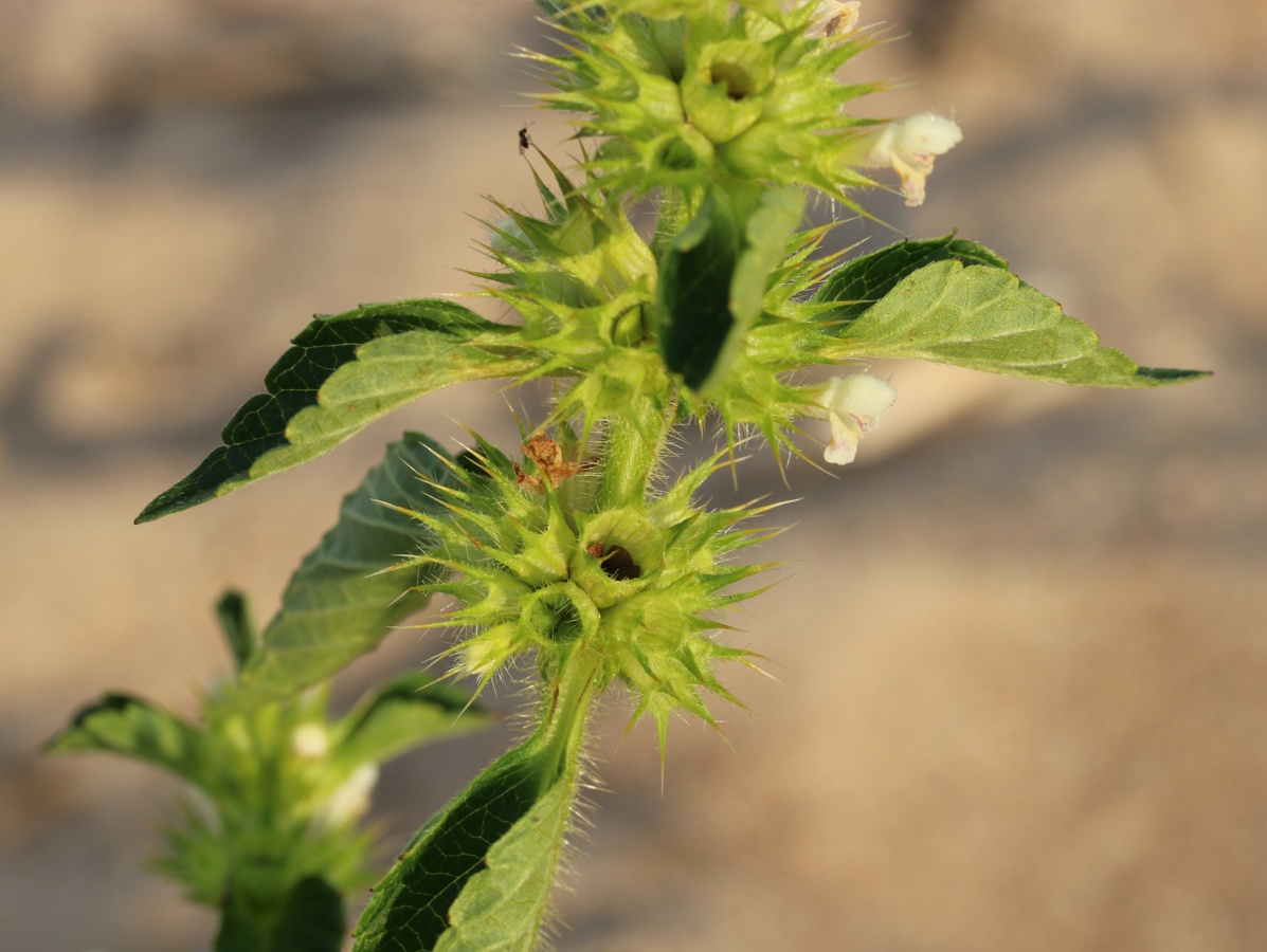 Изображение особи Galeopsis bifida.