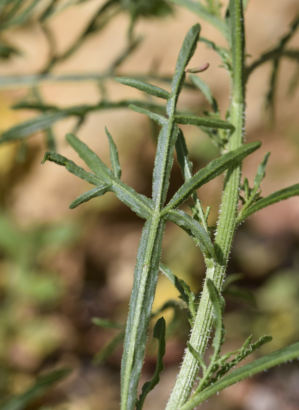 Изображение особи Reseda lutea.