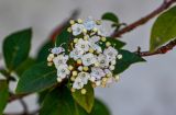 Viburnum tinus