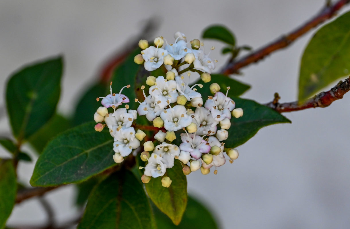 Изображение особи Viburnum tinus.