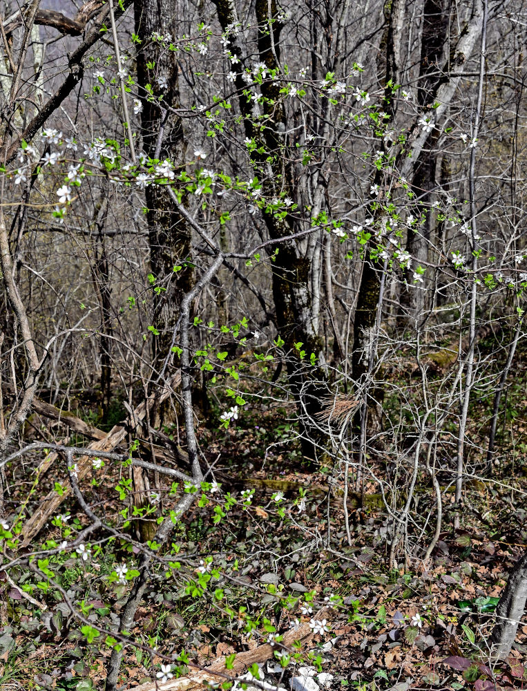 Image of Prunus cerasifera specimen.