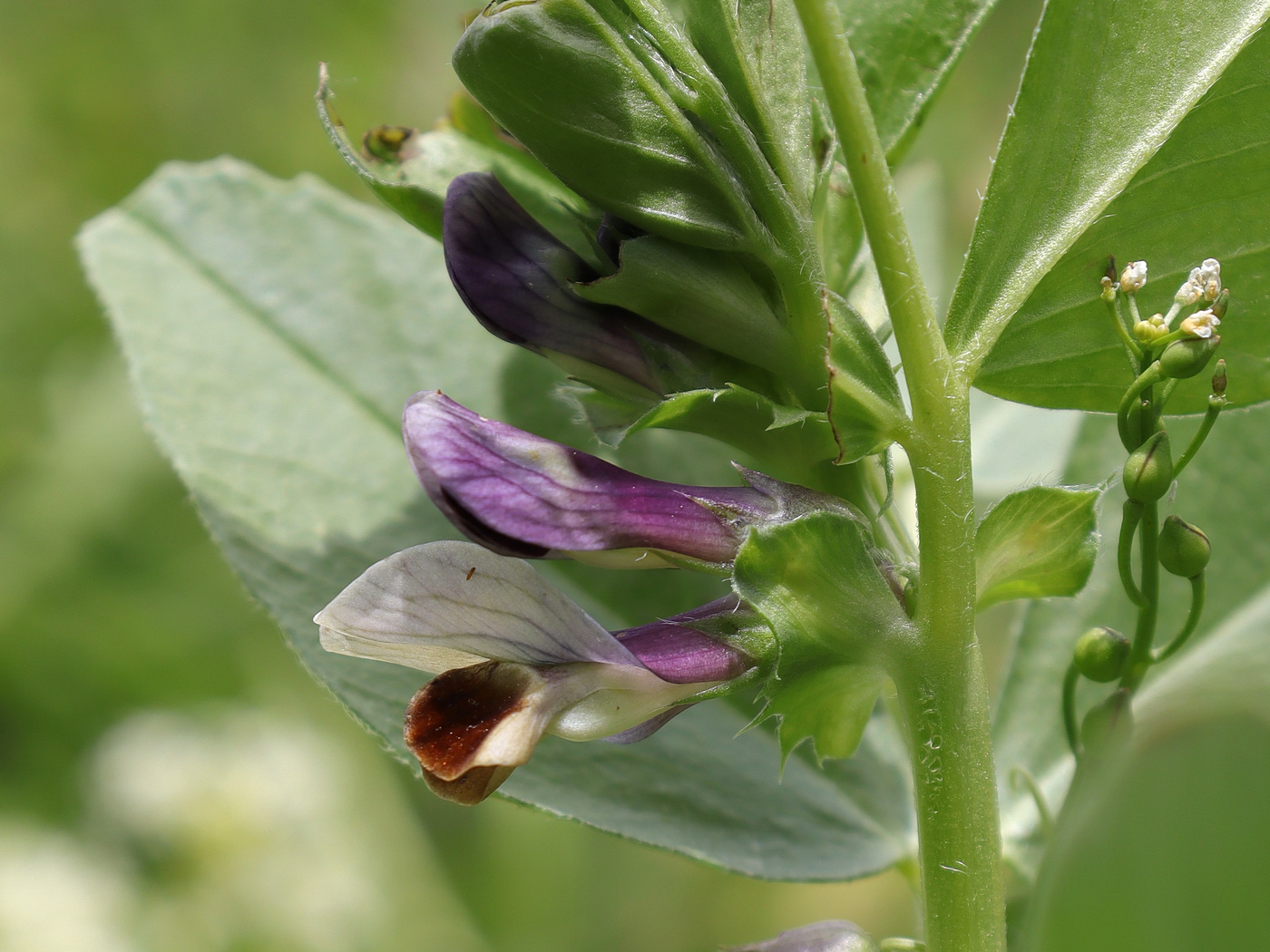 Image of Vicia narbonensis specimen.