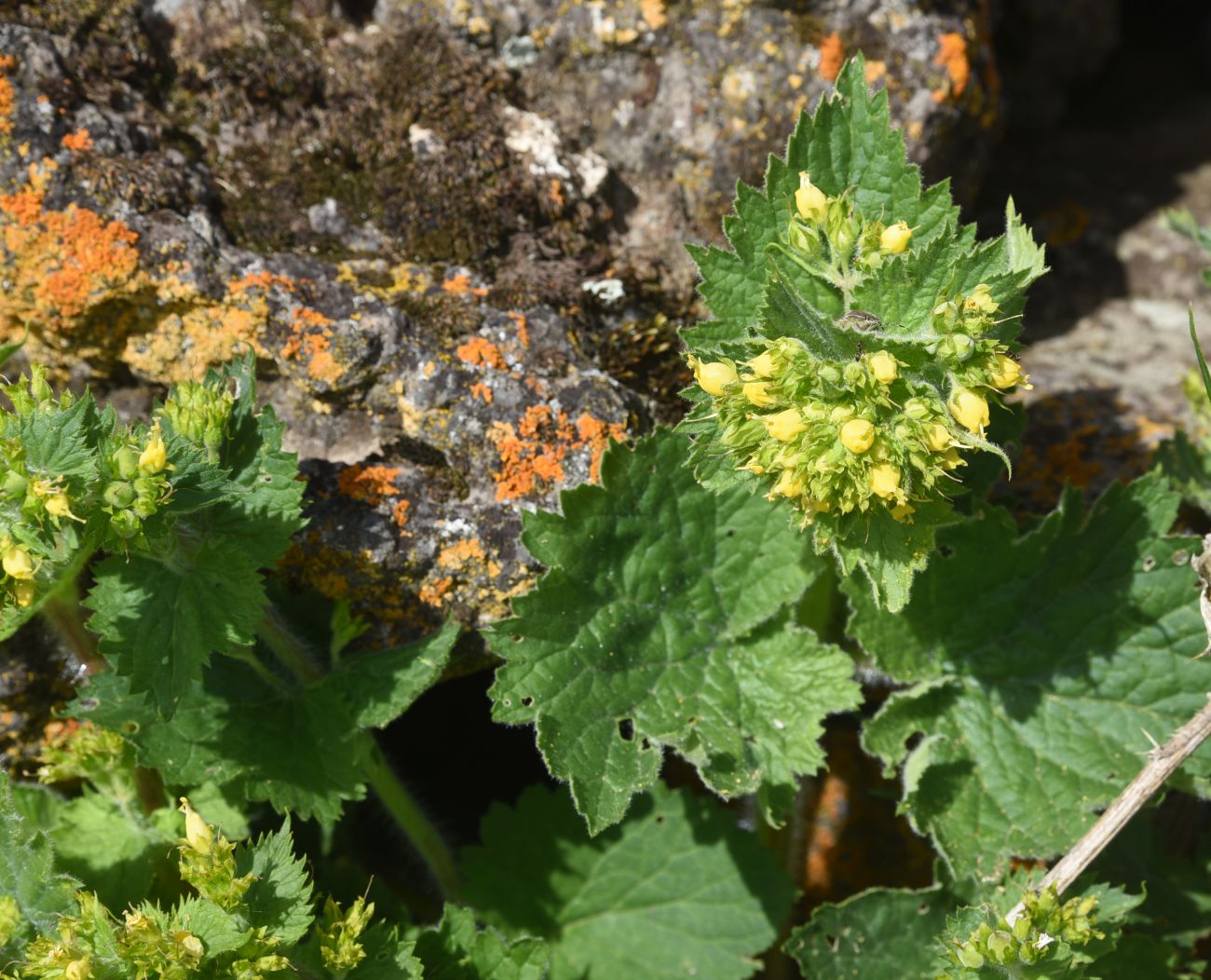 Image of Scrophularia chrysantha specimen.