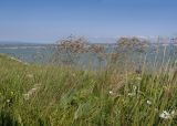 семейство Poaceae