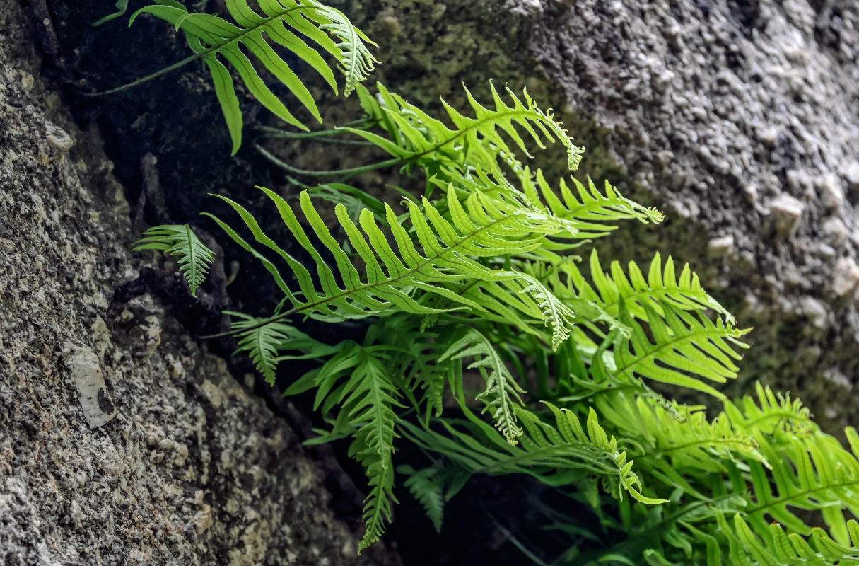 Изображение особи Goniophlebium amoenum.