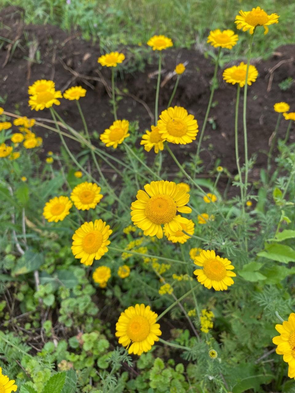 Изображение особи Anthemis tinctoria.