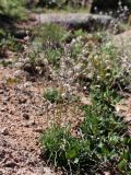 Silene graminifolia