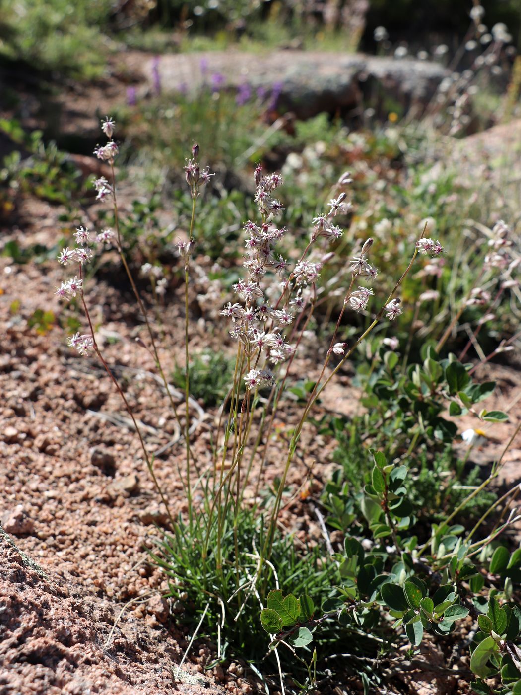 Изображение особи Silene graminifolia.