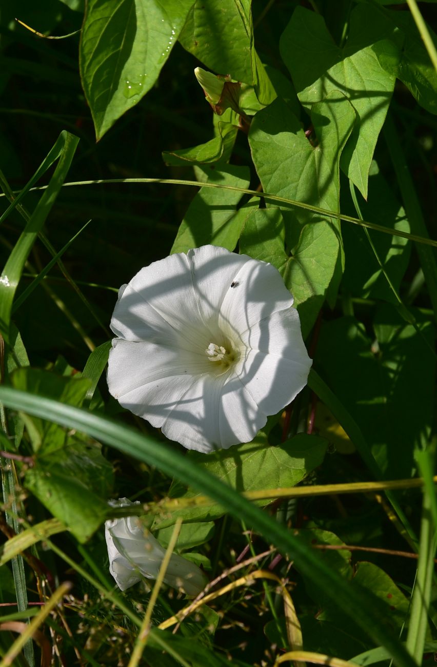 Image of Calystegia sepium specimen.