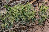 Nitraria sibirica