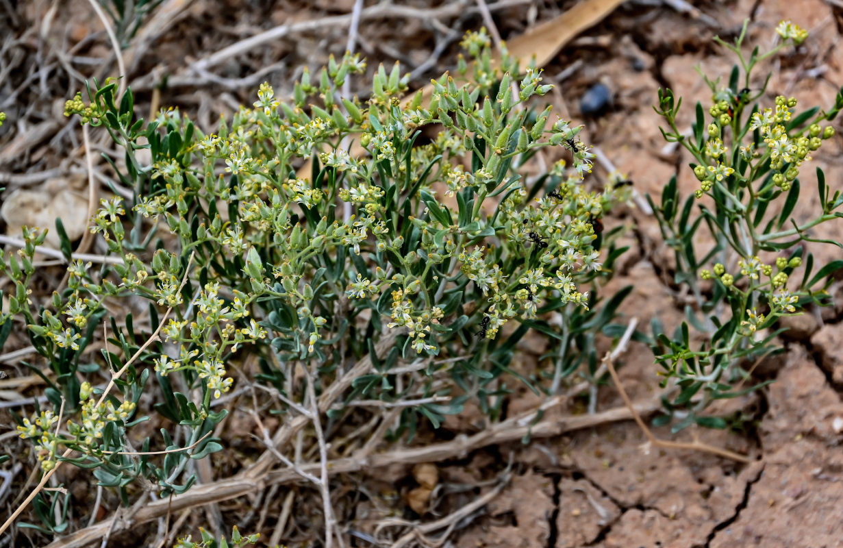 Image of Nitraria sibirica specimen.