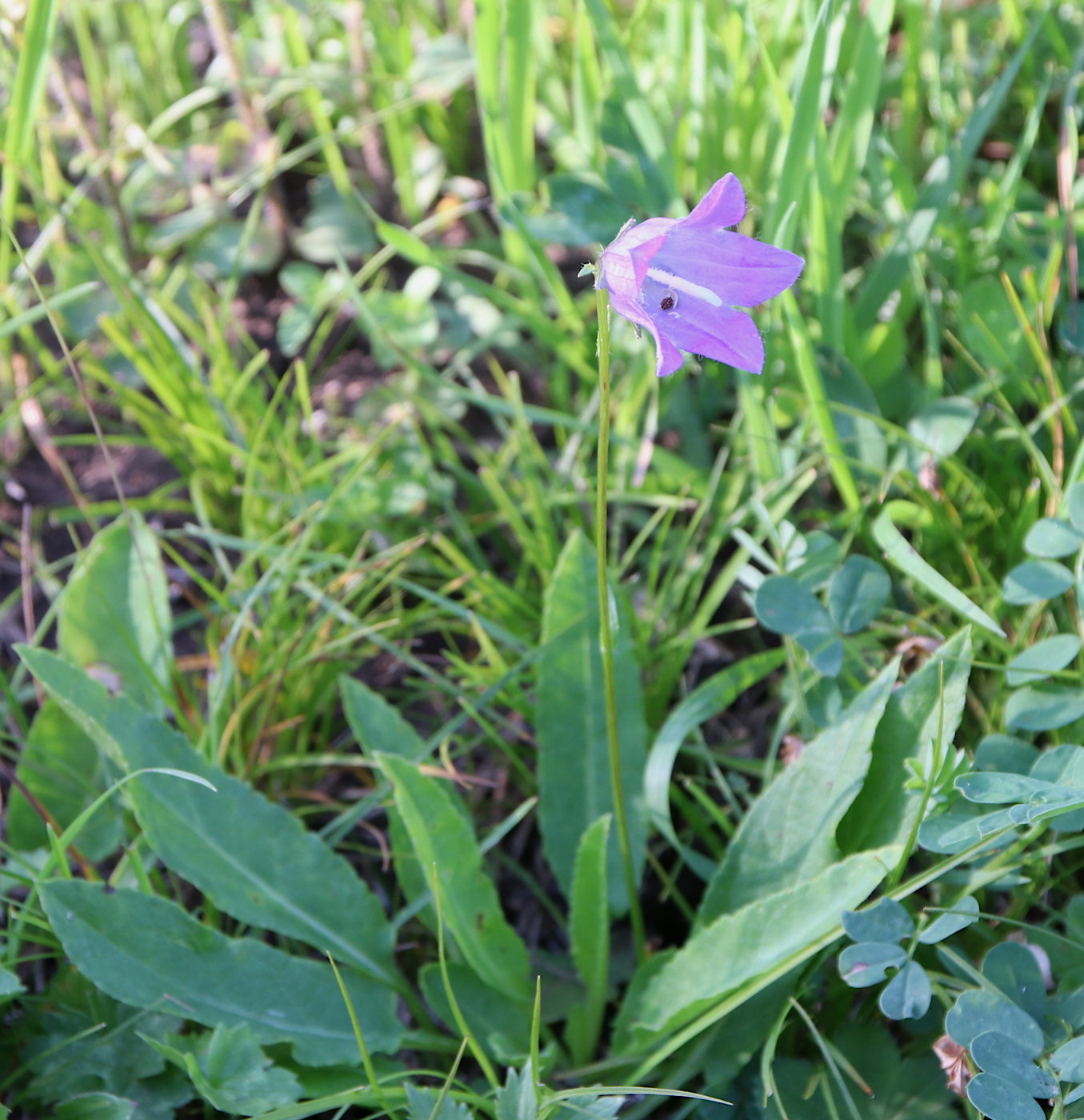 Изображение особи Campanula collina.