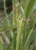Sorghum halepense