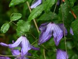 Clematis viticella. Цветки. Московская обл., ГО Подольск, мкр-н Климовск, придомовое озеленение. 17.07.2025.