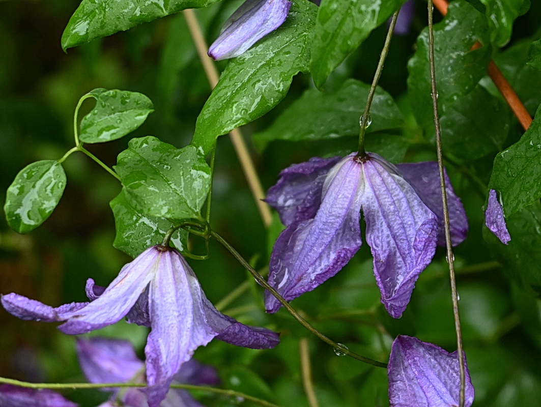 Image of Clematis viticella specimen.