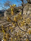 Quercus pubescens. Часть цветущей ветви. Крым, окр. пос. Новый Свет, государственный ботанический заказник \"Новый Свет\", гора Караул-Оба, скалистый западный склон. 14.04.2025.