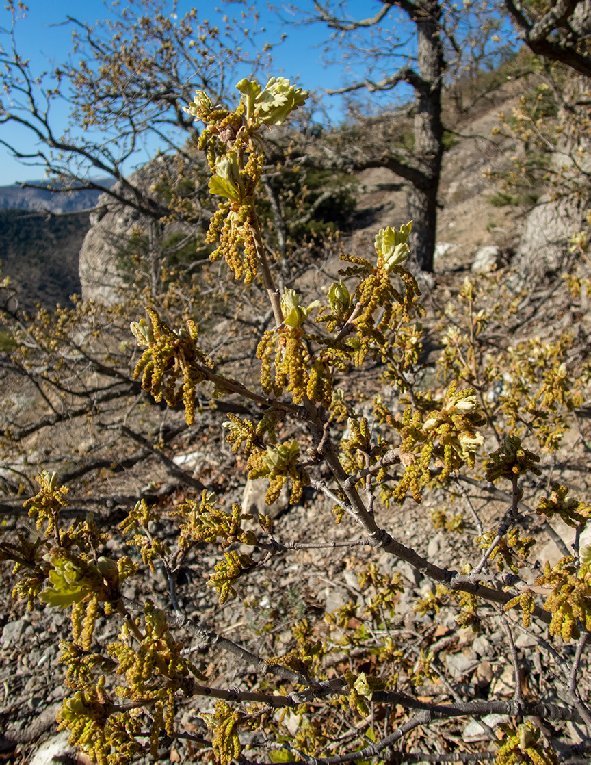 Изображение особи Quercus pubescens.