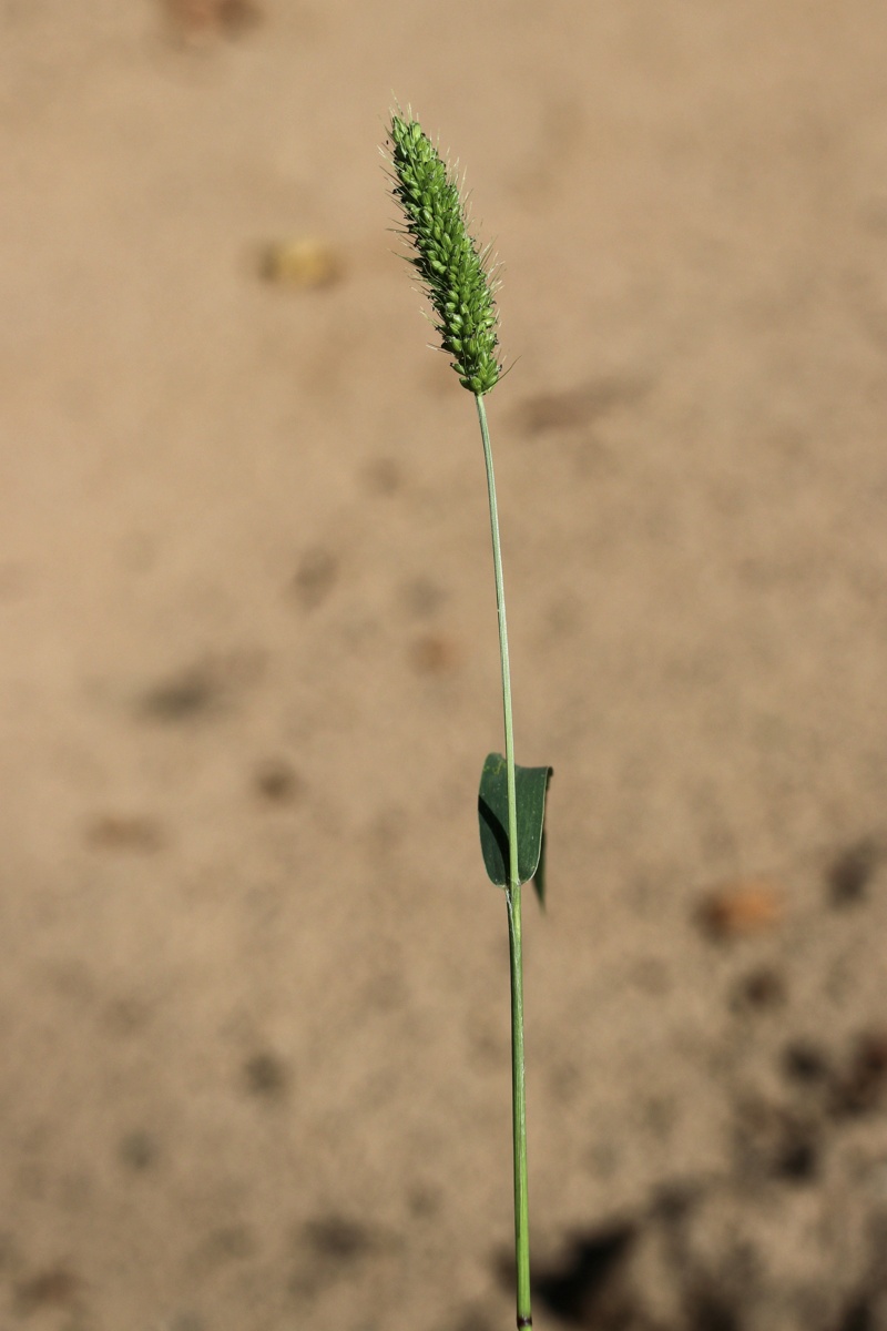 Изображение особи Setaria viridis.