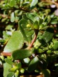 Portulaca oleracea. Верхушка побега с бутонами. Хабаровский край, г. Комсомольск-на-Амуре, зарастающий карьер. 14.09.2025.