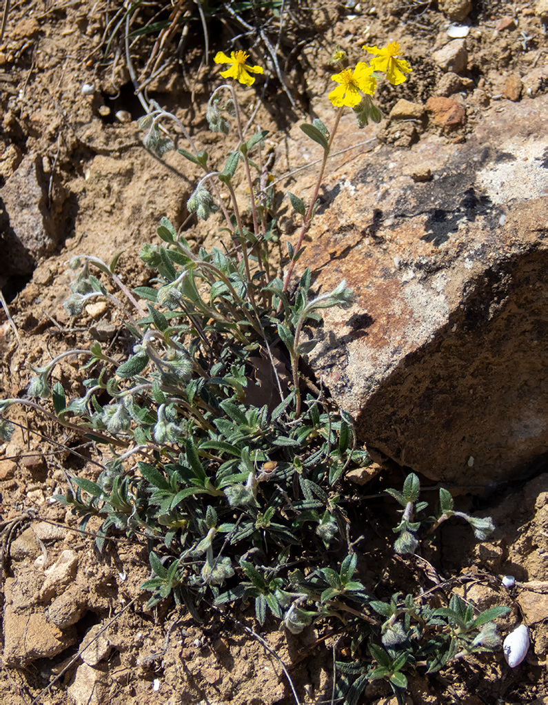 Изображение особи Helianthemum georgicum.