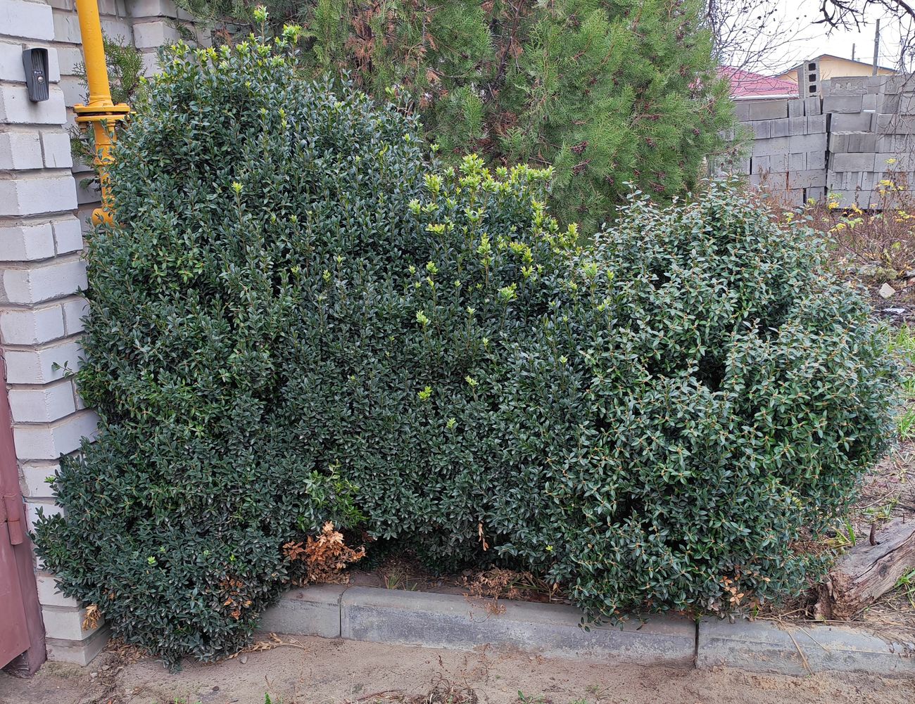 Image of Buxus sempervirens specimen.