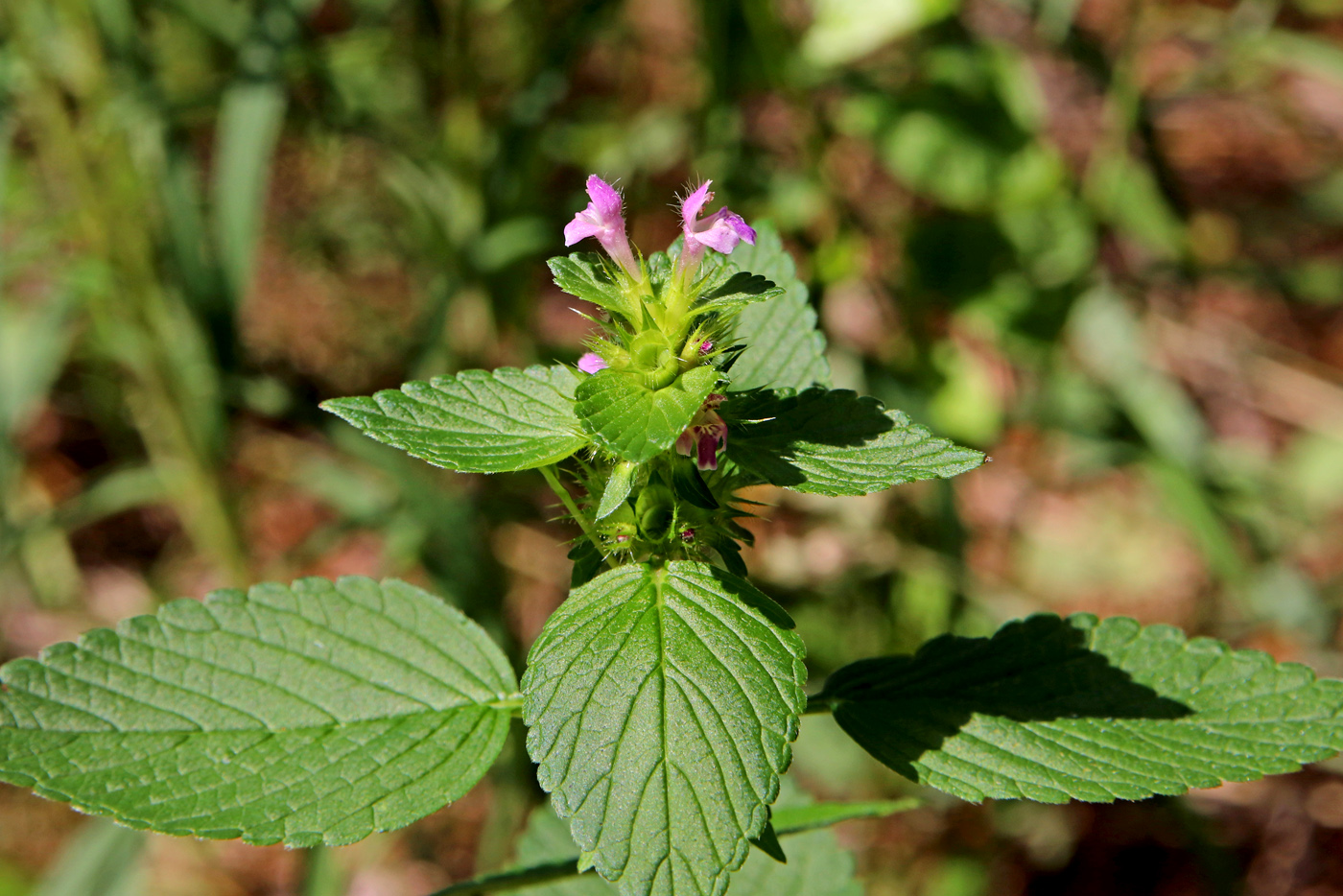 Image of Galeopsis bifida specimen.