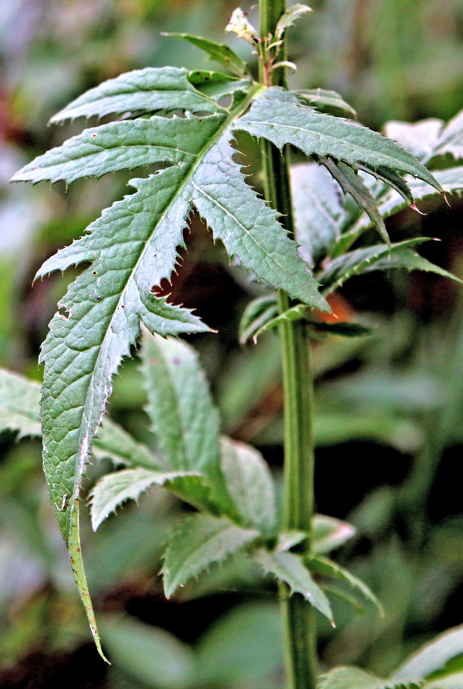 Изображение особи Serratula tinctoria.