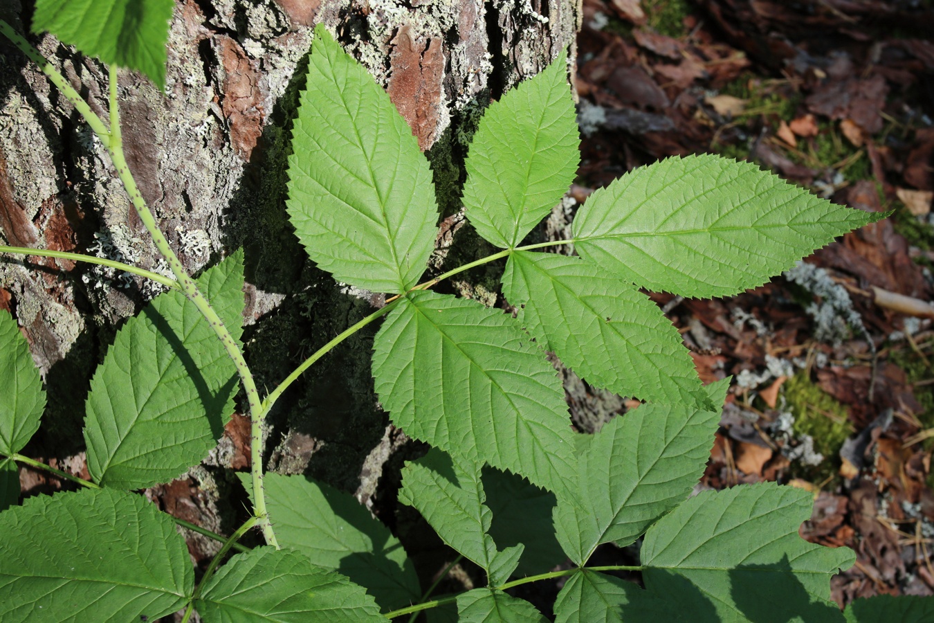 Image of Rubus idaeus specimen.