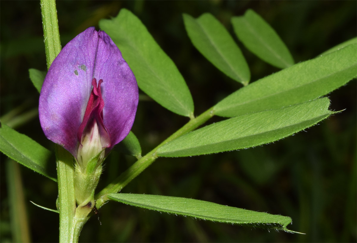 Image of Vicia angustifolia specimen.