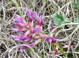 Astragalus monspessulanus