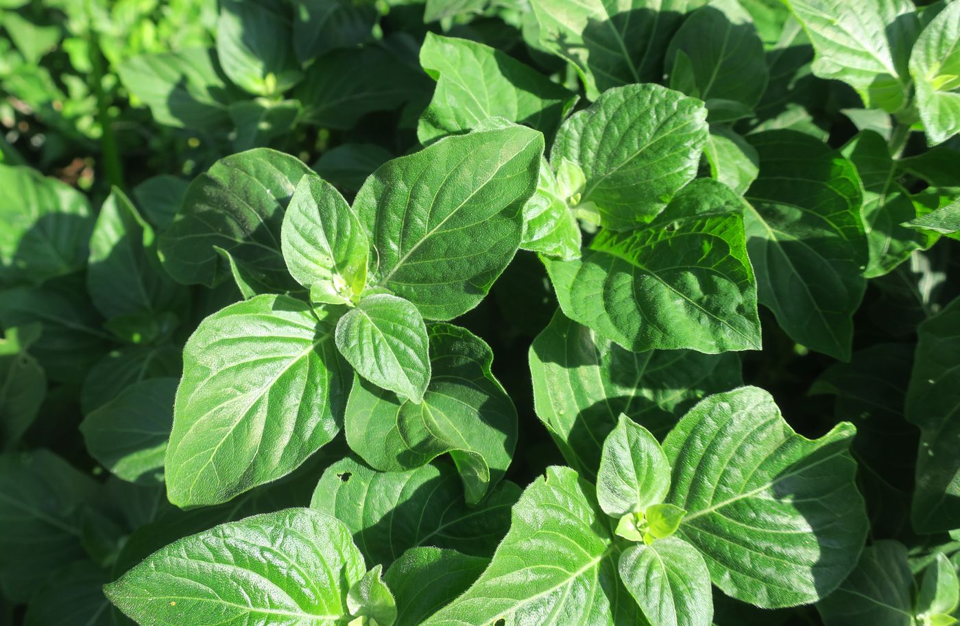 Image of Ocimum basilicum specimen.