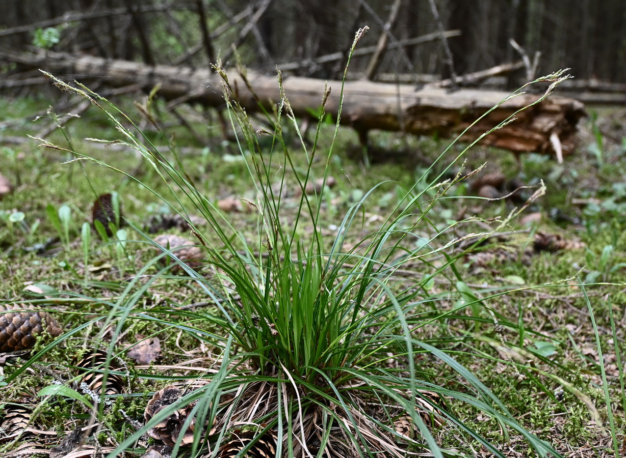 Image of genus Carex specimen.