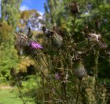 unknown species. Верхушка плодоносящего и цветущего растения. Республика Адыгея, окр. Свято-Михайловского монастыря, луг. 1 ноября 2025 г.