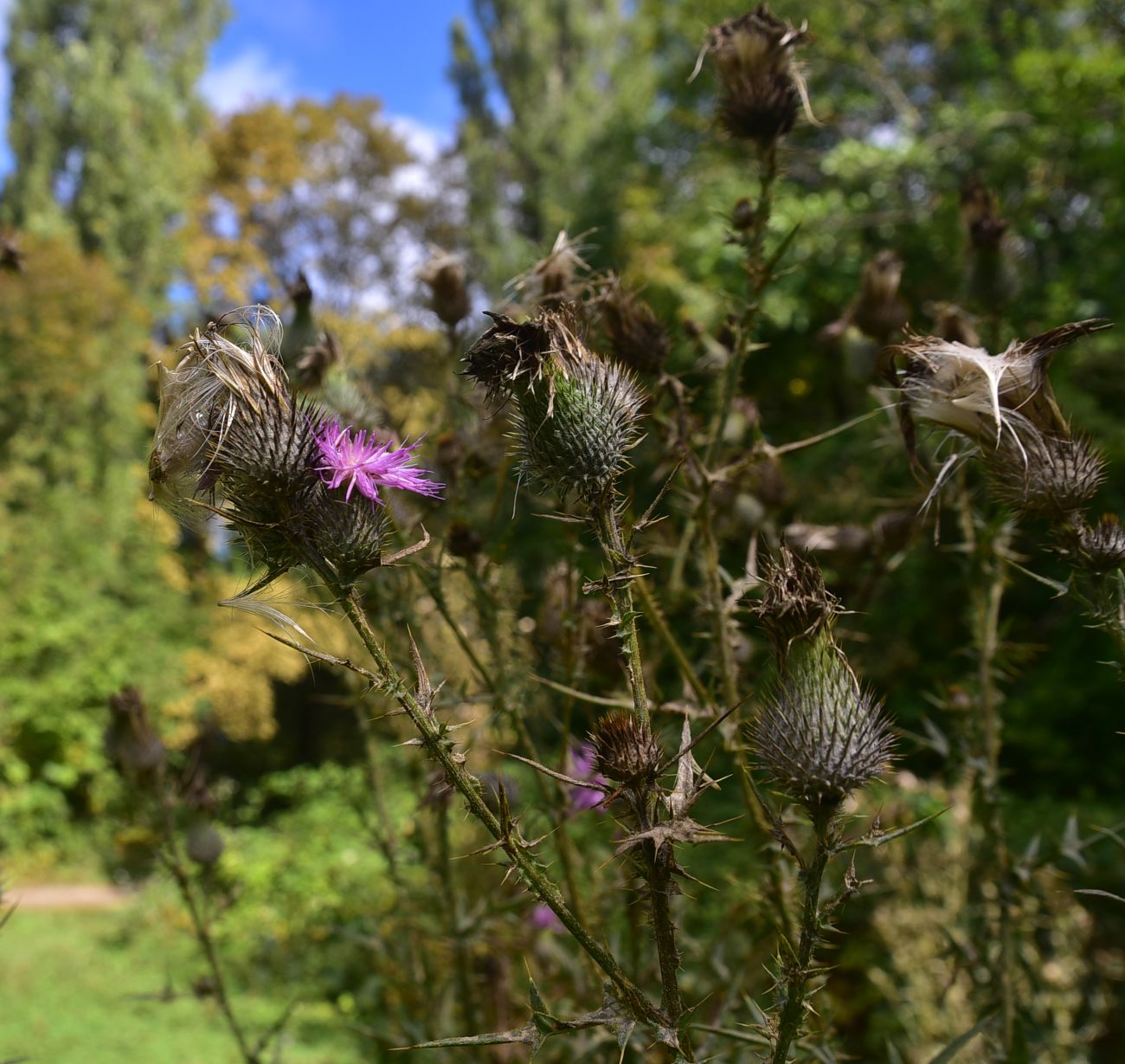Image of genus Cirsium specimen.