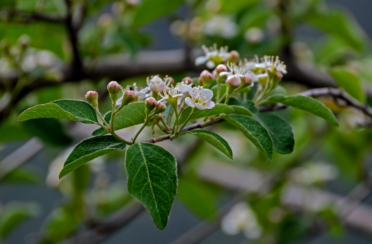 Изображение особи Cotoneaster multiflorus.