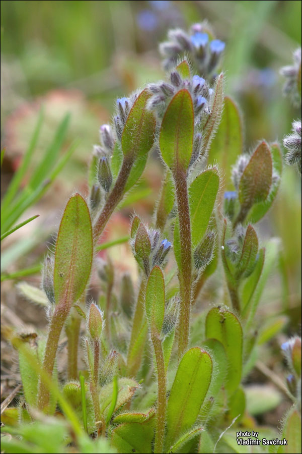 Image of Myosotis micrantha specimen.